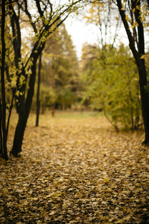autumn parkの写真素材