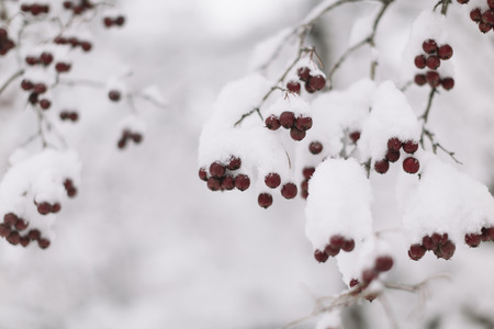 red winter berries and snowの写真素材