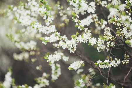 apple tree in blossom, selective focus.の写真素材