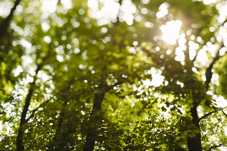 sunny day deep in the forestの写真素材
