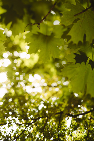 sunny day deep in the forestの写真素材