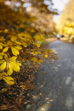 way at the autumn park,tilt-shift lens blurの写真素材