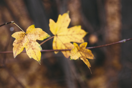 fall concept with  yellow  leavesの写真素材