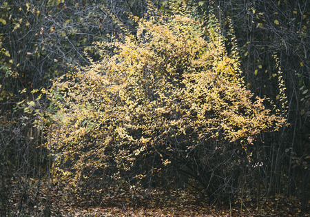 fall tree with yellow leaves, selective focusの写真素材