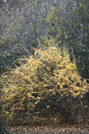 autumn treeの写真素材