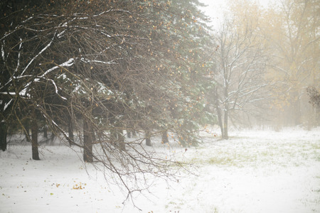 Wintery scene with fogの写真素材
