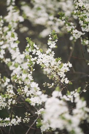 apple tree in blossom, selective focusの写真素材