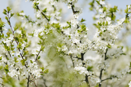 spring blossom, selective focus.の写真素材