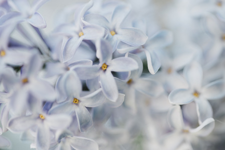 lilac blossom, selective focusの写真素材
