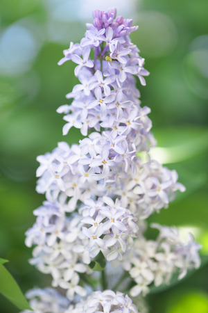 lilac blossom,selective focus.の写真素材