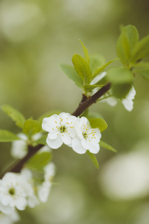 apple tree in closeupの写真素材