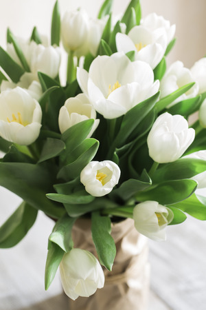 tulips in closeupの写真素材