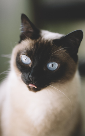 portrait of cat with blue eyes at home,natural lightの写真素材
