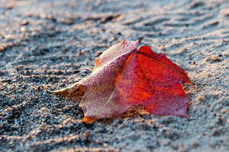 red leaf on earth at morningの写真素材