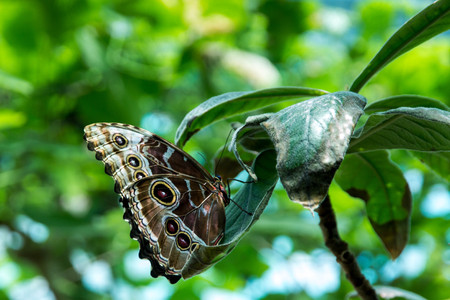 butterfly sitting on green leaves