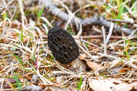 Black morel (Morchella elata) fruit during spring on soil.