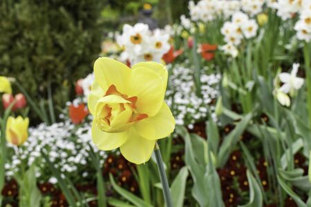 Close up view of beautiful yellow narcissus flowers.