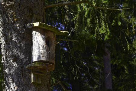 Birdhouse on an old pine tree.の写真素材