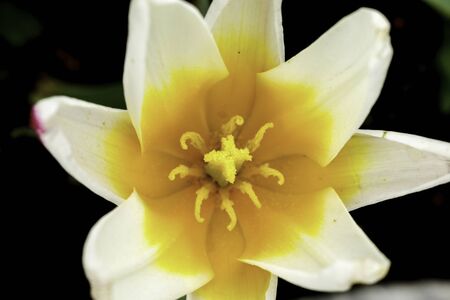 Tulip flower from a bird's perspective.