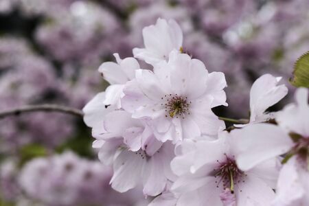 Beautiful blooming light pink cherry blossomの写真素材