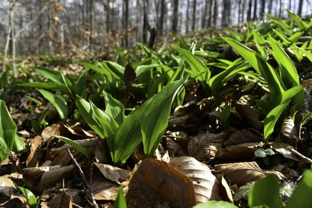 Young leaves of Ramsons (Allium ursinum).