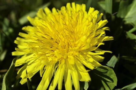 A single dandelion flower grows on the meadow.