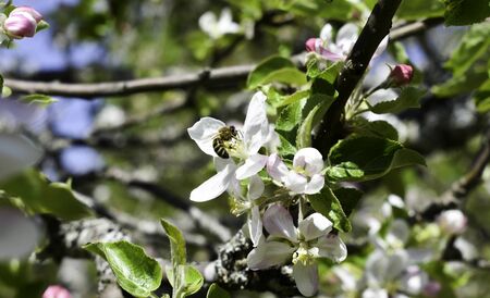 A honey bee on apple blossom.