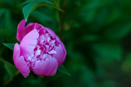 Pink peony in the garden on a green background. Beautiful pink flower in a summer garden.の写真素材