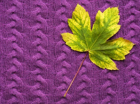 Maple leaf on a purple knit sweater. Colorful autumn leaves on a purple knitted sweater. Background with bright autumn leaves.の写真素材