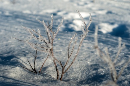 Branch in frost in a field covered with fresh white snow on a sunny winter morning. Traces of the animal in the deep white snow in the winter season.の写真素材