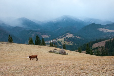 Panorama of a mountain village with a cow that graze on the farm in autumn. Cow graze on a pasture, powdered with snow against the backdrop of the mountains.の写真素材