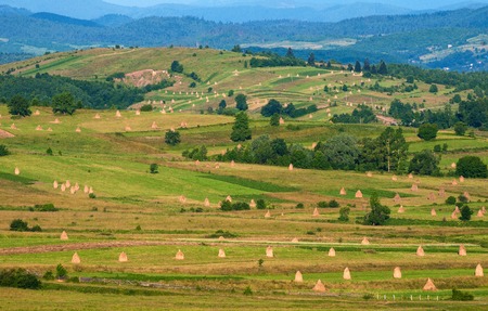 Field with haystacks in the sunny day. Rural landscape; hey rolls on the field at the mountain in...