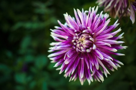 Purple dahlias blooming in the garden in the summer. Violet dahilas on a blurred green background.の写真素材