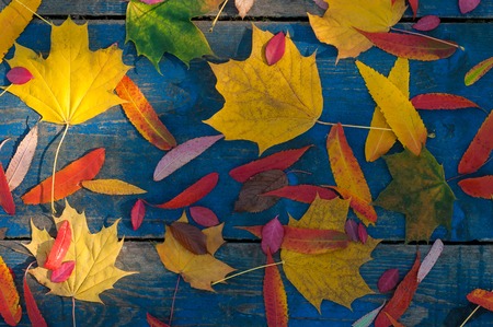 Colorful autumn leaves on blue scuffed boards. Maple leaves on a blue background. Sun rays on autumn...
