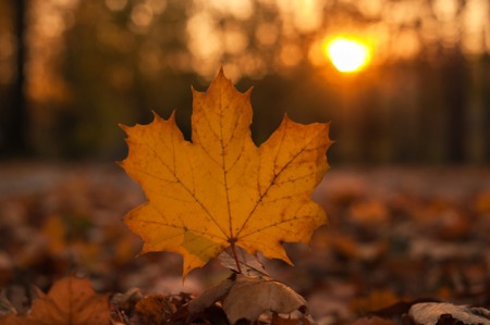 Yellow maple leaf in an autumn forest against a setting sun. Beautiful maple leaf on the sun against fall blurred background.の写真素材
