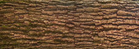 Relief texture of the brown bark of a tree with green moss on it. Panoramic image of a tree bark texture.の写真素材