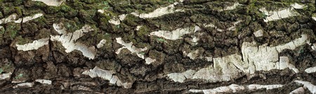 Panoramic photo of old birch bark texture with moss and lichen on it. Texture of a cracked rough bark for graphic design.の写真素材