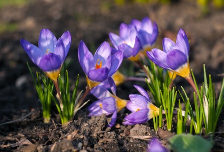 View of magic blooming spring flowers. Purple crocus growing from earth outside.の写真素材