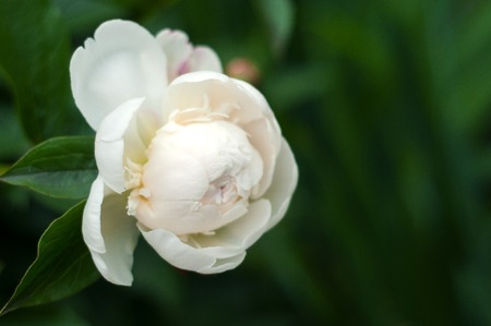 White peonies with unblown buds in the garden. Blooming white peony against a background of blurry green leaves.の写真素材