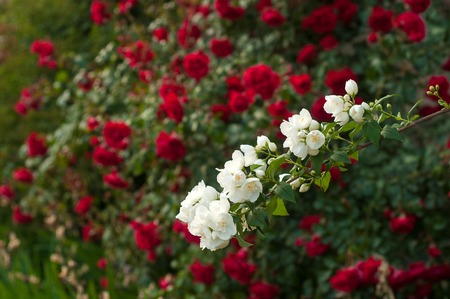 Bright red roses with buds on a background of a green bush after rain. Beautiful red roses in the summer garden. Branch of white jasmine on a background of a bush of red roses.の写真素材