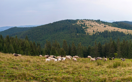 Panorama of the landscape with herd of sheep grazing on the green pasture in the mountains. Young white and brown sheep graze on the farm.の写真素材
