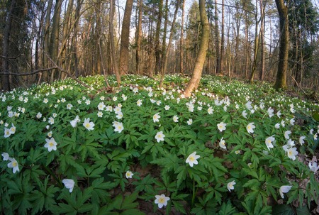 Anemone nemorosa flower in the forest in the sunny day. Wood anemone (windflower, thimbleweed) blossoms in a forest glade.の写真素材