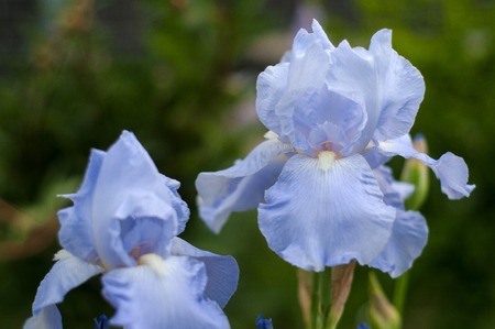 Group of blue irises bloom in the summer garden. Beautiful fresh irises pallida with blurred...
