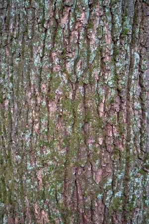 Relief texture of the bark of oak with green moss, lichen and white snow on it. Image of a tree bark texture.の写真素材