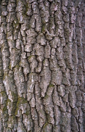 Relief texture of the bark of oak with green moss, lichen and white snow on it. Image of a tree bark...