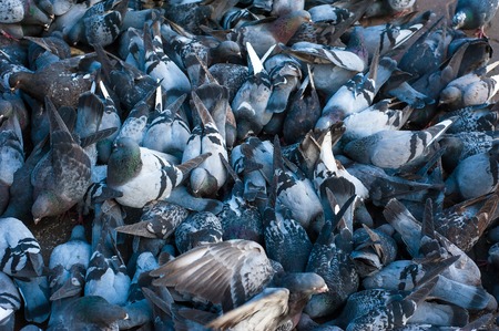 Many pigeons eating a crust of bread. Hungry doves eating seeds in the town.の写真素材