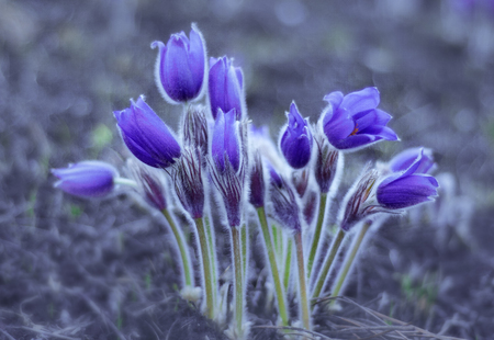 Beautiful purple pasque flowers on the field with grass. Tender blue wild flower bloom in spring...