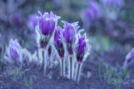 Beautiful purple pasque flowers on the field with grass. Tender blue wild flower bloom in spring time.の写真素材