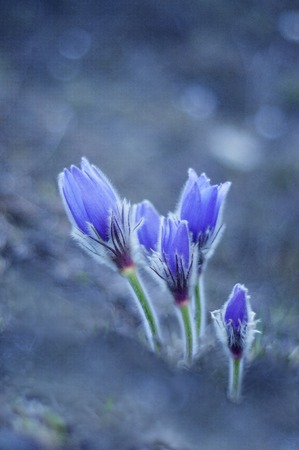Beautiful purple pasque flowers on the field with grass. Tender blue wild flower bloom in spring time.の写真素材