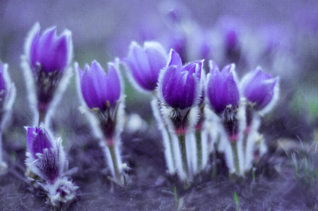 Beautiful purple pasque flowers on the field with grass. Tender blue wild flower bloom in spring...